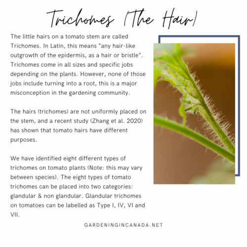 Trichomes Vs image