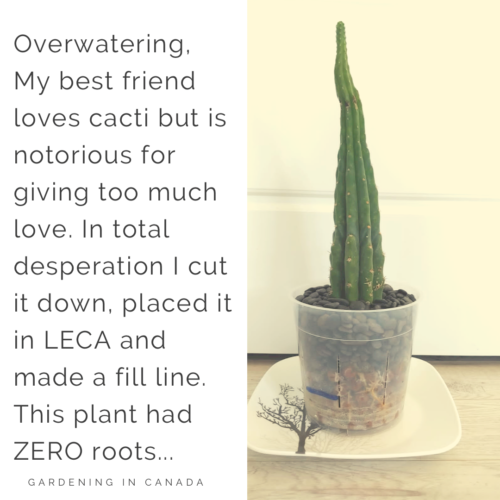 Can You Grow Cacti And Succulents In LECA | Gardening In Canada