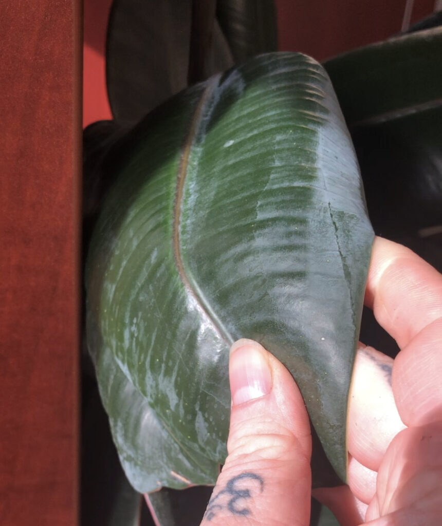 Cloudy Layer On Leaf Surface