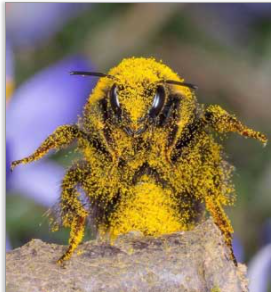 Leaf Cutter Bee In its Super Pollinator Form