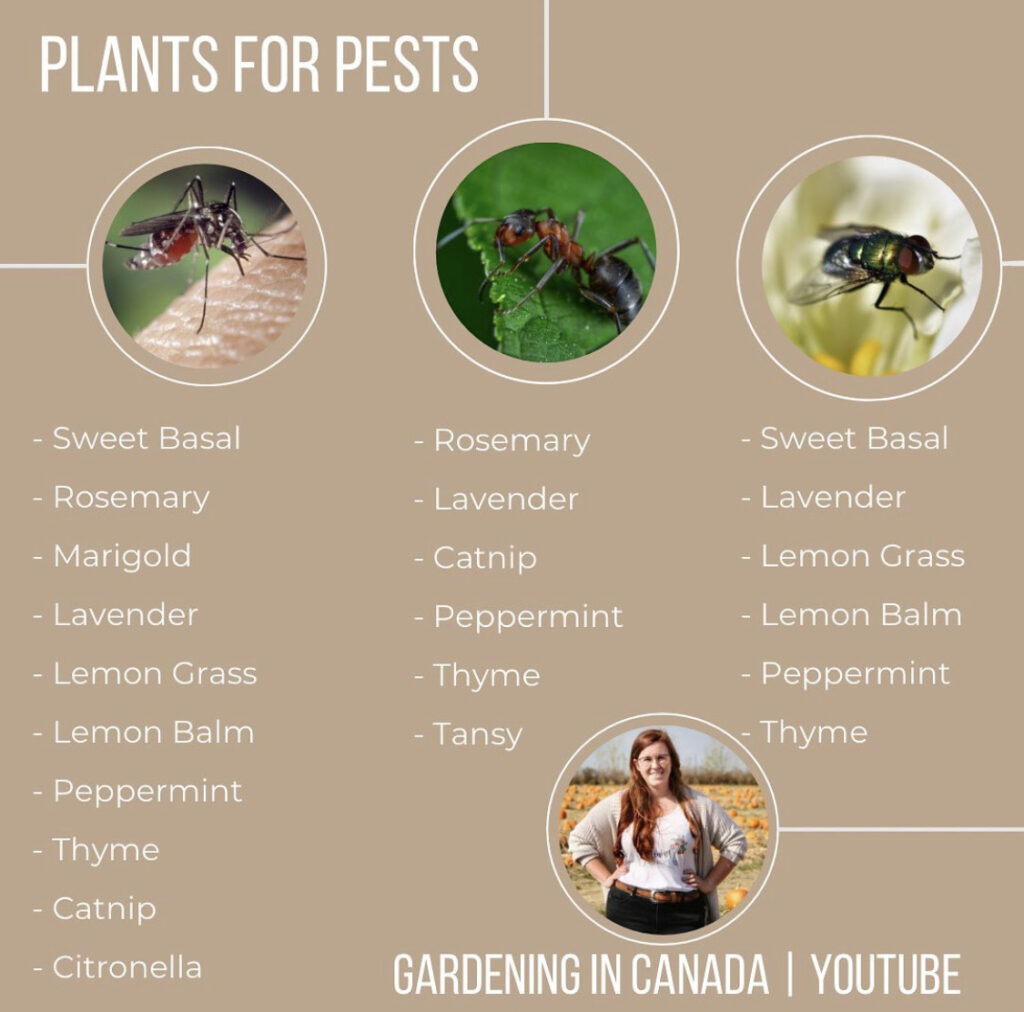 Plants For Pest Prevention