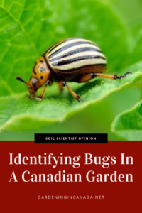 Identifying Bugs In A Canadian Garden
