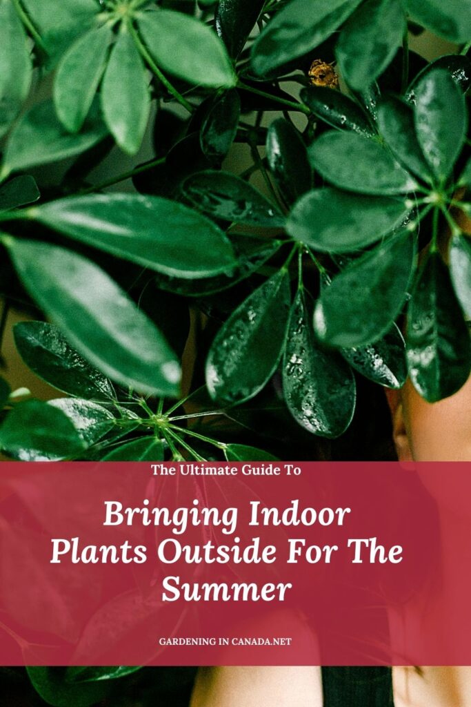 Bringing Indoor Plants Outside For The Summer In Canada