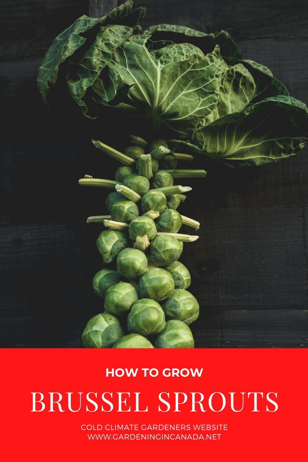 How To Grow Brussel Sprouts In Canada Gardening In Canada