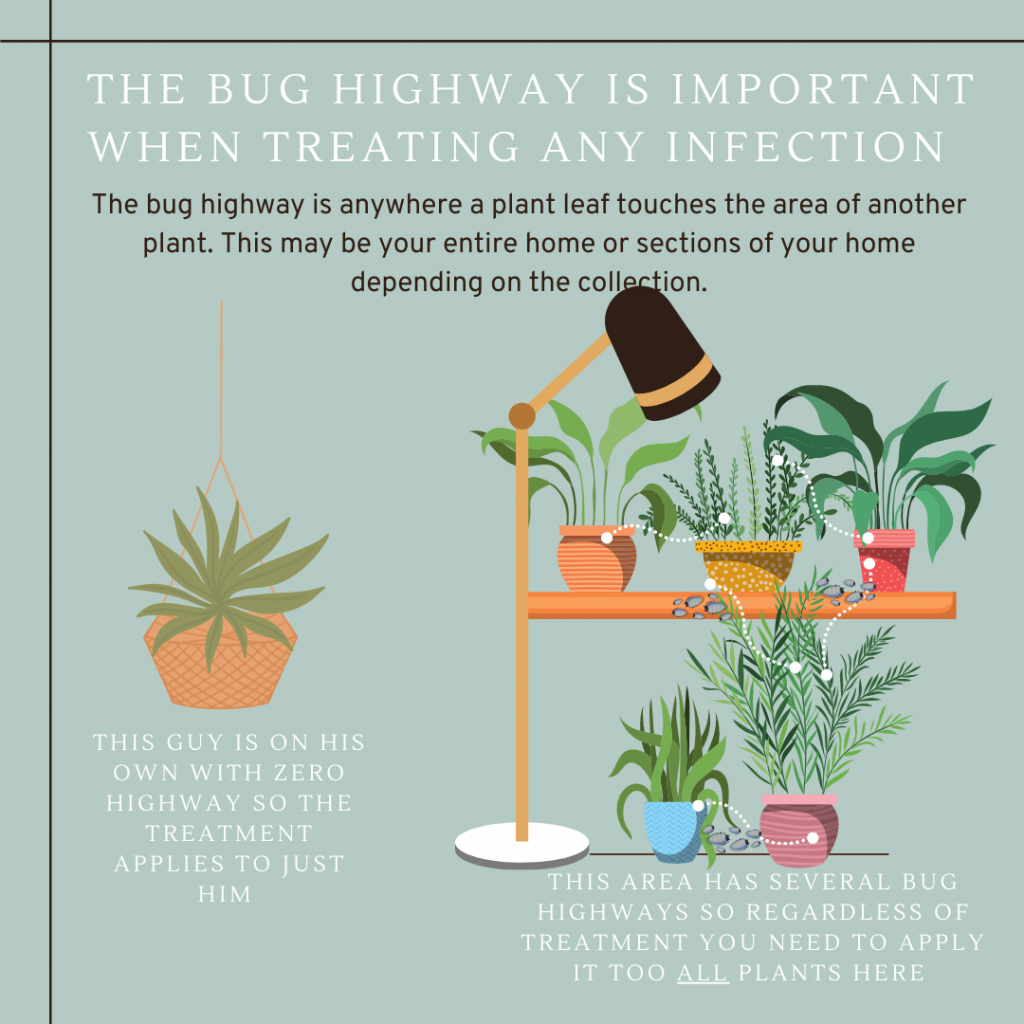 The Houseplant Bug Highway