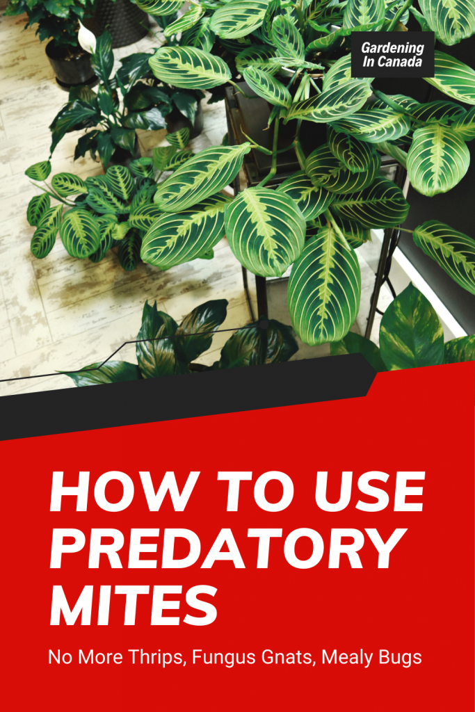How to use predatory mites