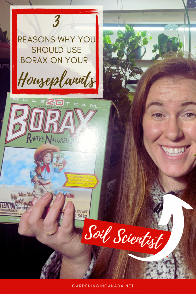 How to use borax on houseplants