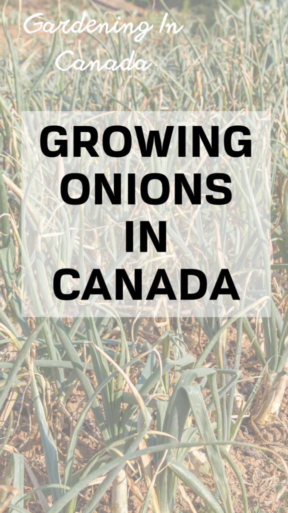 Growing Onions in canda