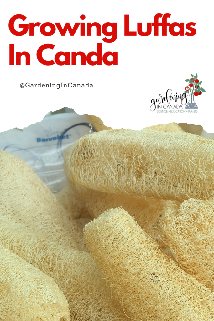 How To Grow Luffa Plants In Canada