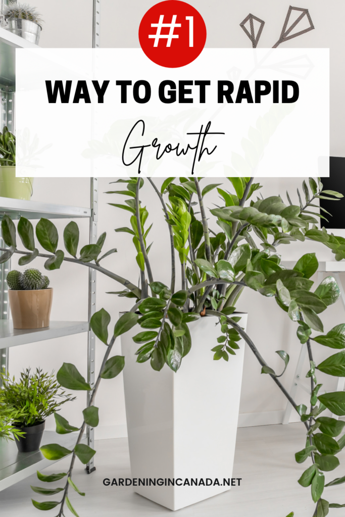 How to get rapid growth from houseplants