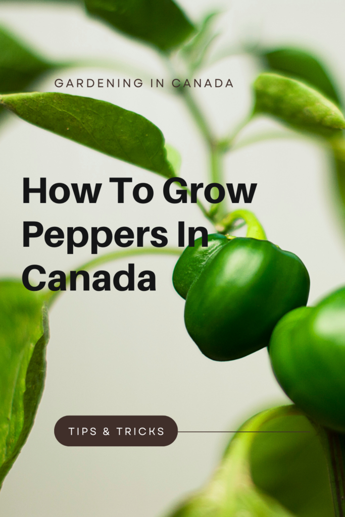 How to grow peppers in canada