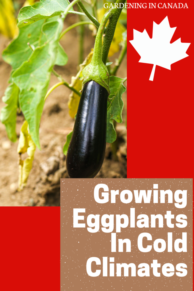 How to grow eggplants in Canada