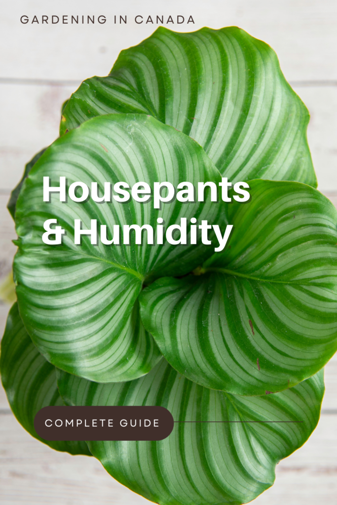 Houseplants and humidity