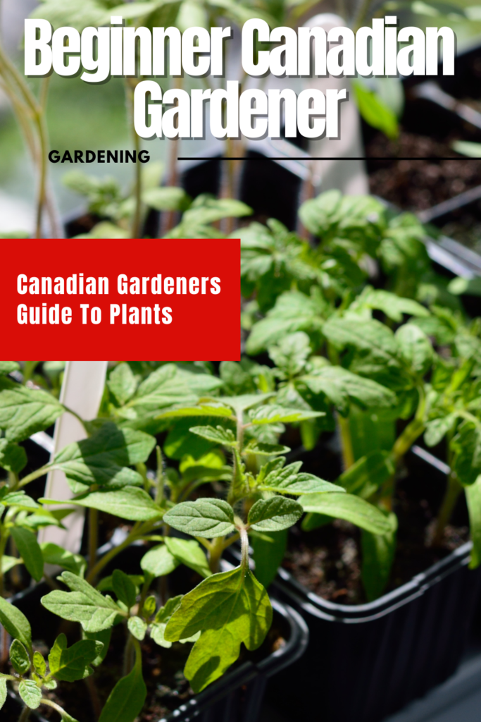 Beginner Canadian Gardener