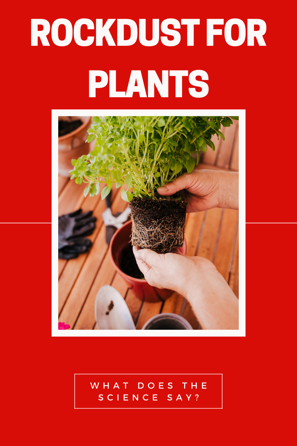 Rock Dust With Houseplants Does It Work? Gardening In Canada