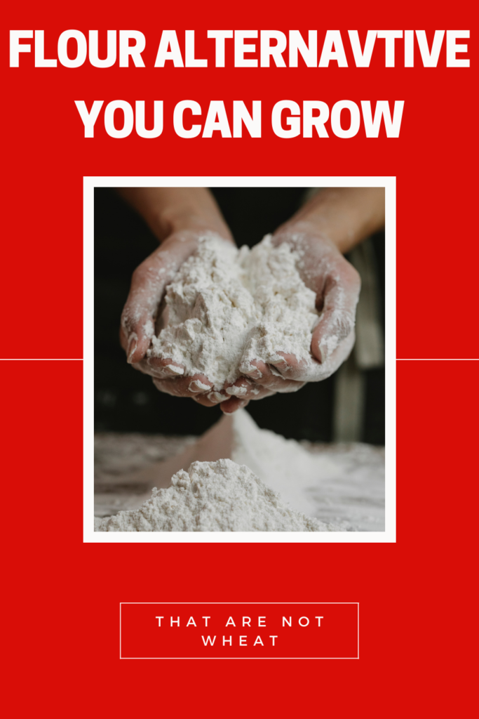 Flour Alternatives You Can Grow