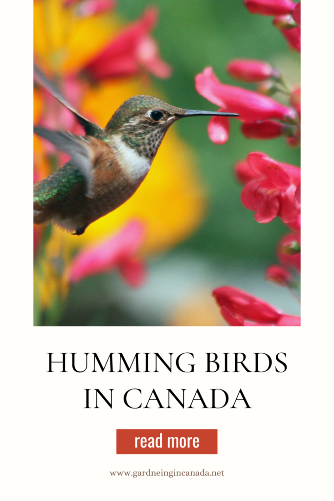 butterflies and hummingbirds in Canada