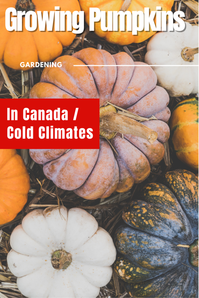 How To Grow Pumpkins In Canada