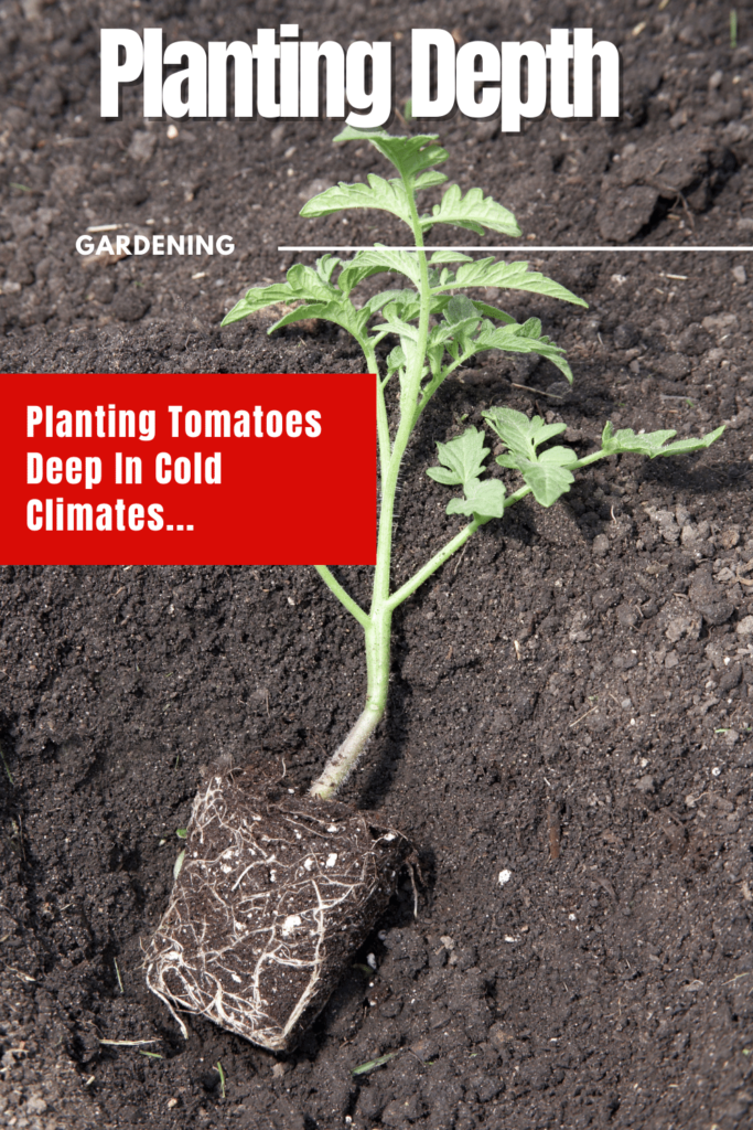 Is It Worth Planting Your Tomato Deeper In Cold Climates