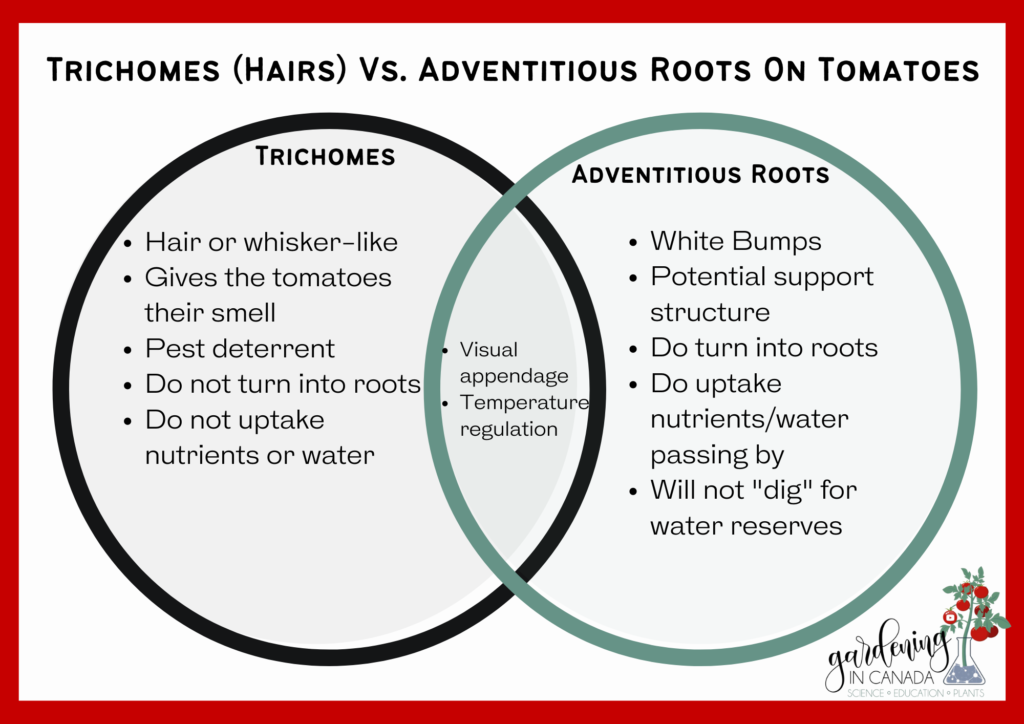 Trichomes Vs. Adventitious Roots