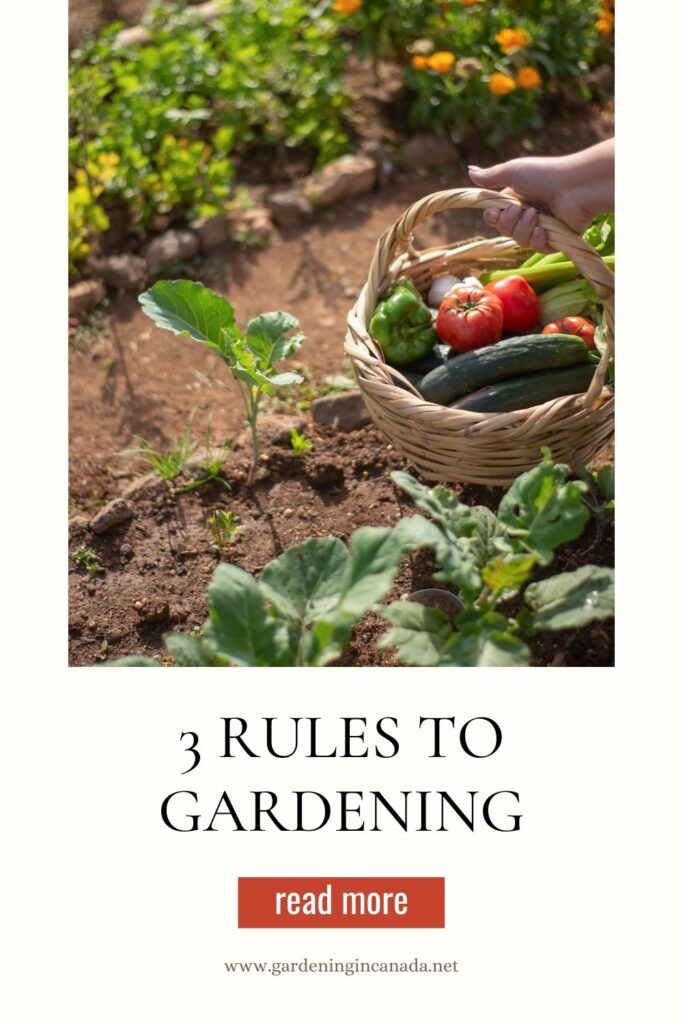 3 Rules To Gardening